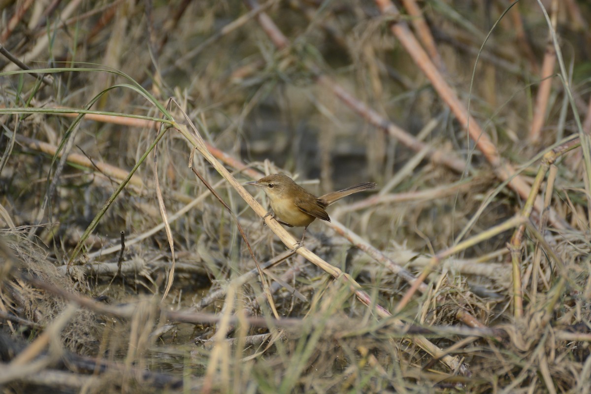 Paddyfield Warbler - ASM Arif Ul Anam