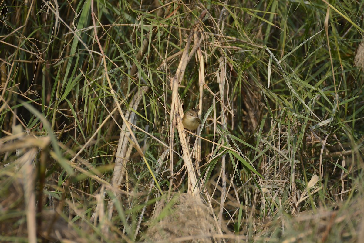 Paddyfield Warbler - ASM Arif Ul Anam