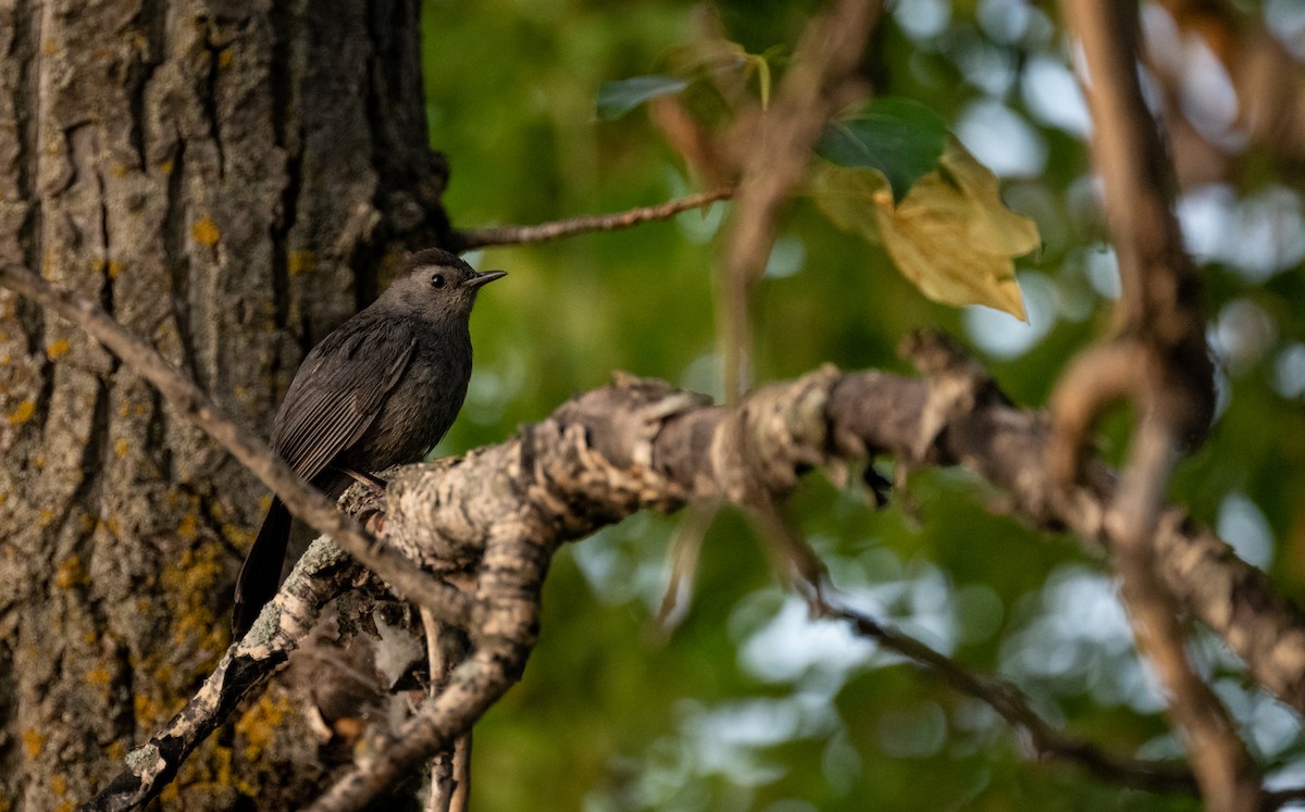 Gray Catbird - ML578805821