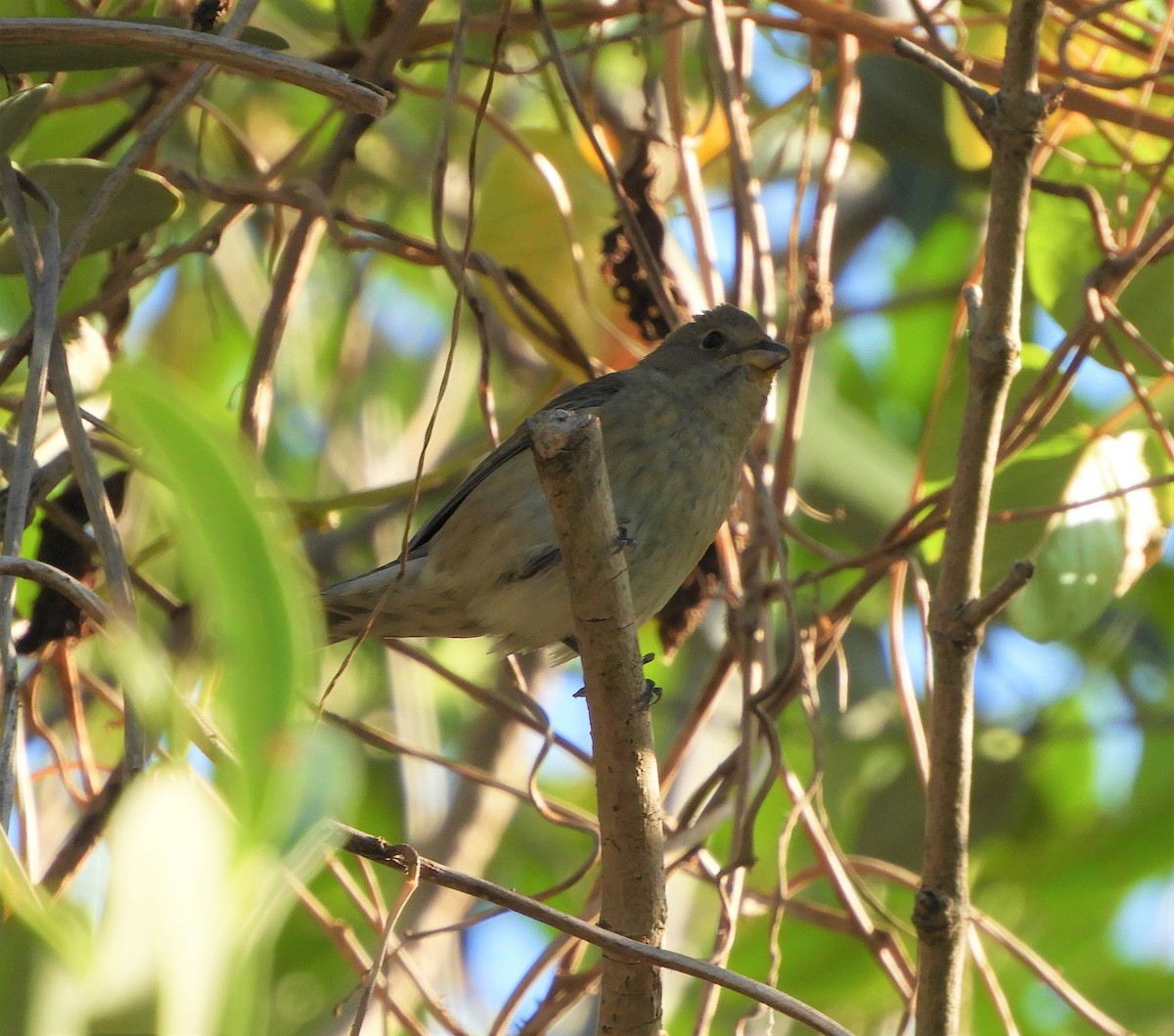 House Finch - ML578805971