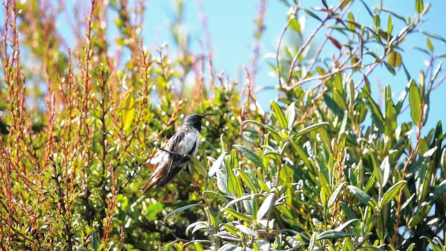 Colibrí Chivito de Arcos - ML578806631