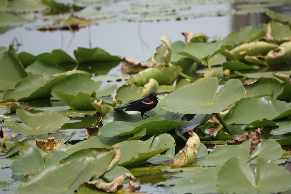 Red-winged Blackbird - ML578810311