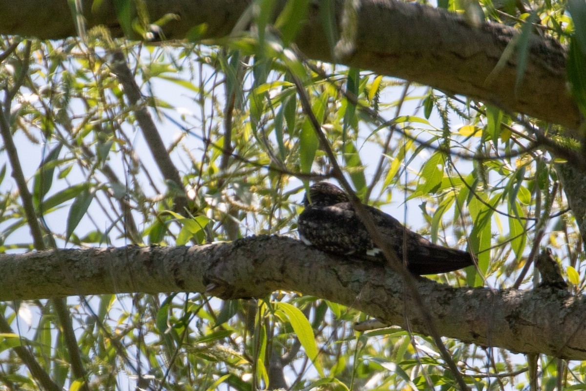 Common Nighthawk - ML578810371