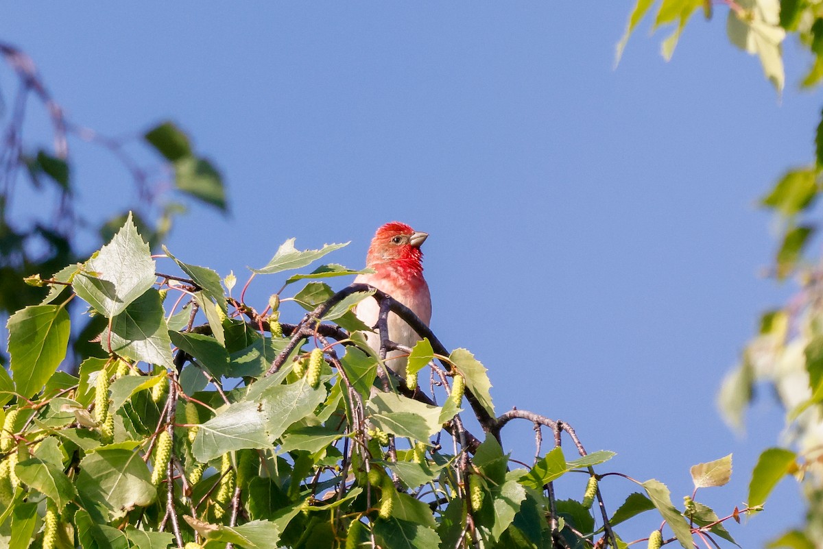 Common Rosefinch - ML578810461