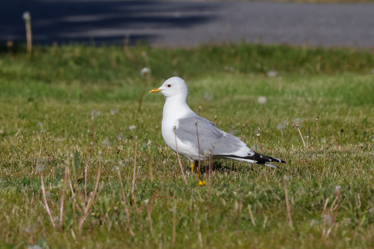 Common Gull - ML578810591