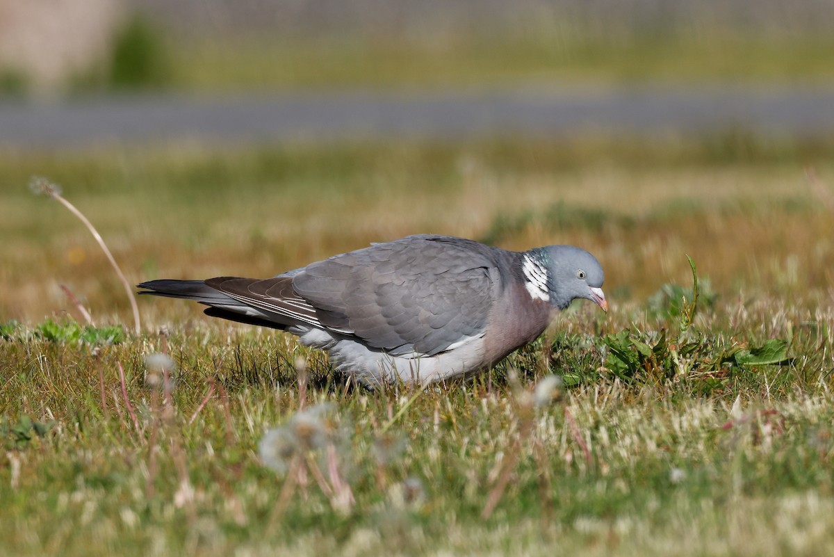 Common Wood-Pigeon - ML578810731