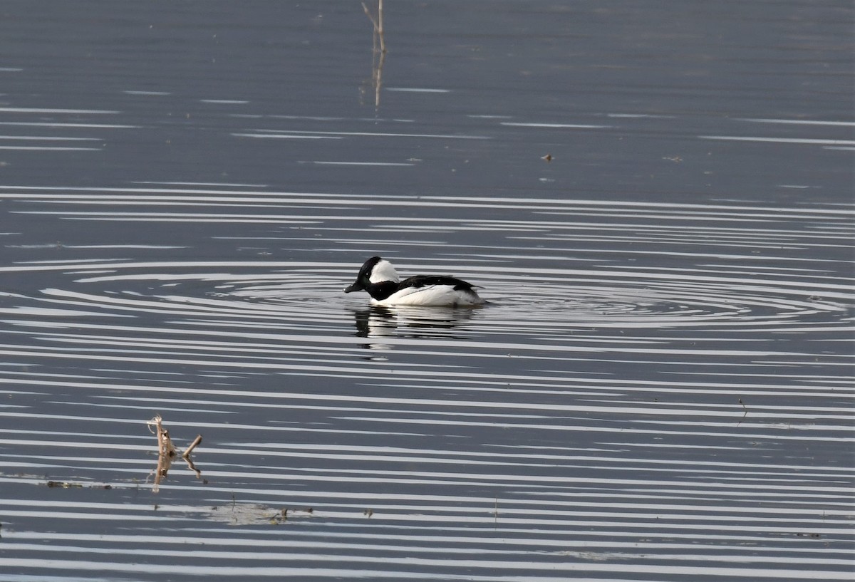 Bufflehead - ML578810801