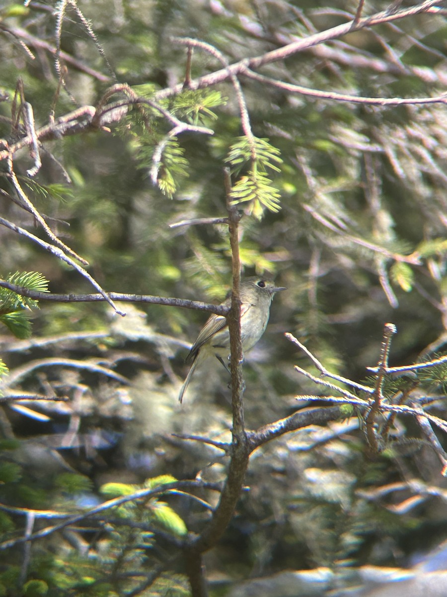 Vireo de Hutton - ML578810891