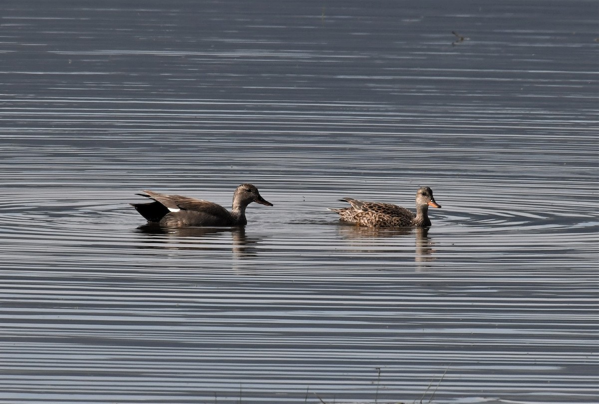 Gadwall - ML578810901