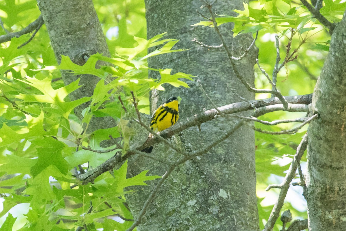 Magnolia Warbler - ML578811121