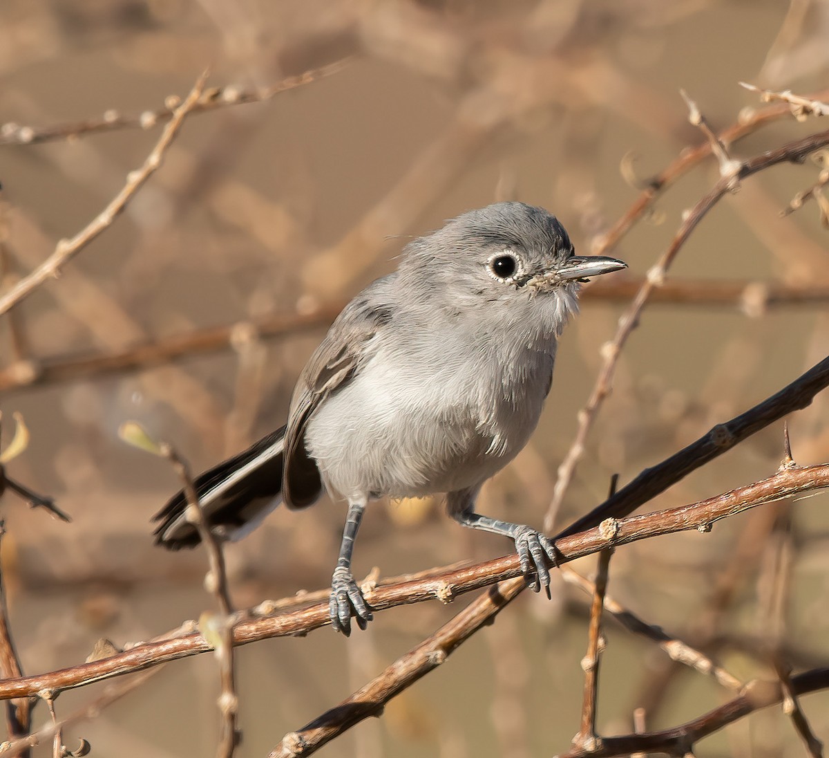 Black-tailed Gnatcatcher - ML578811671