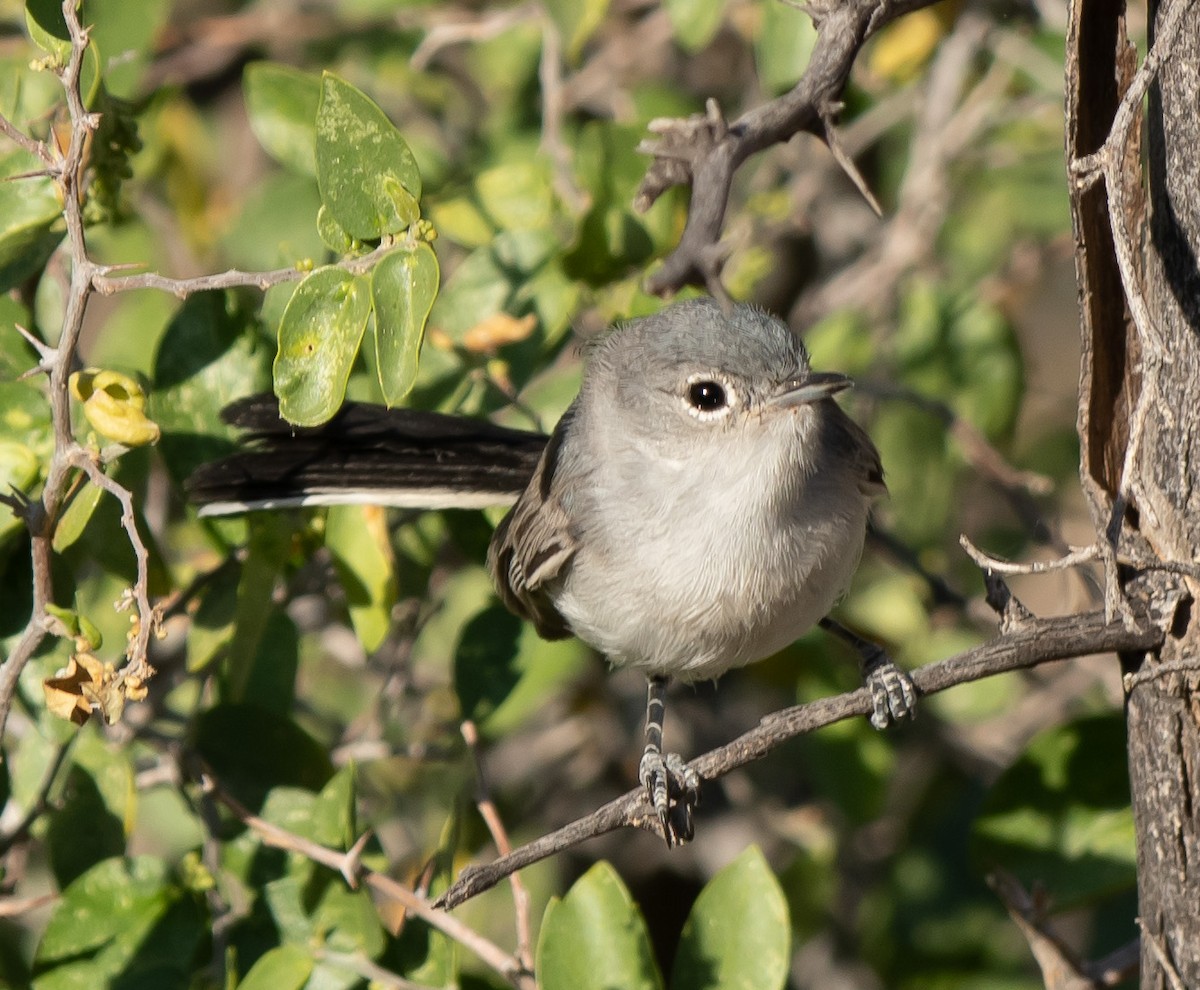 Black-tailed Gnatcatcher - ML578811711