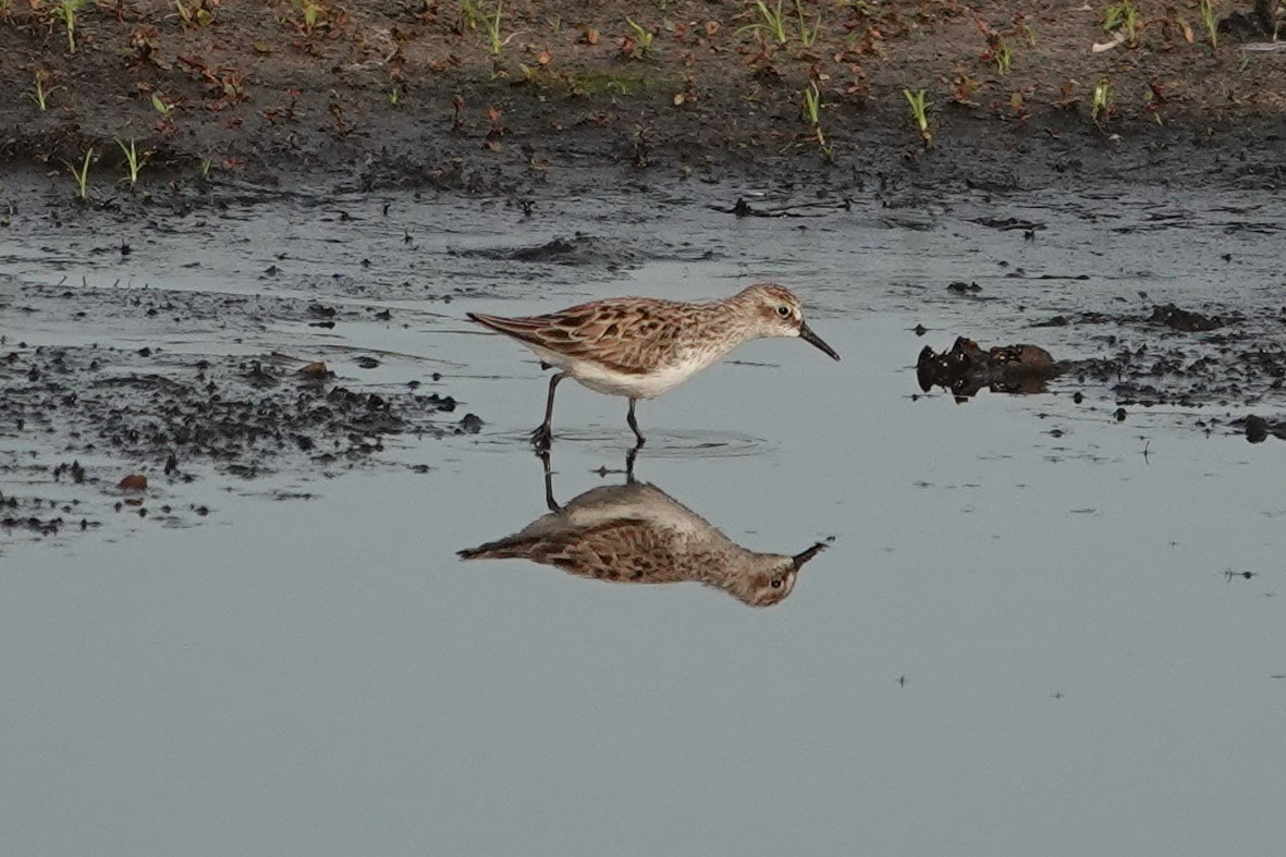 Semipalmated Sandpiper - ML578811951