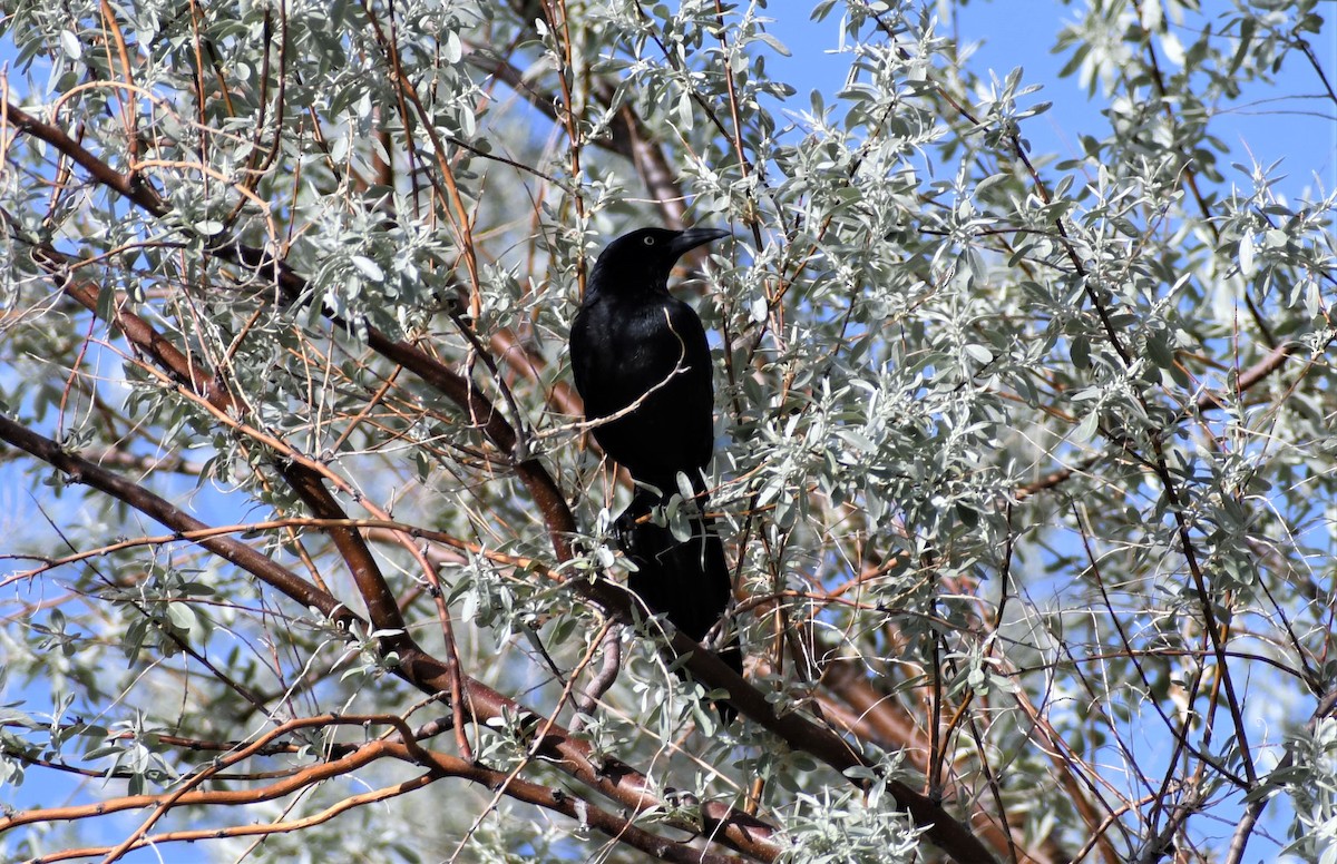 Great-tailed Grackle - ML578812301