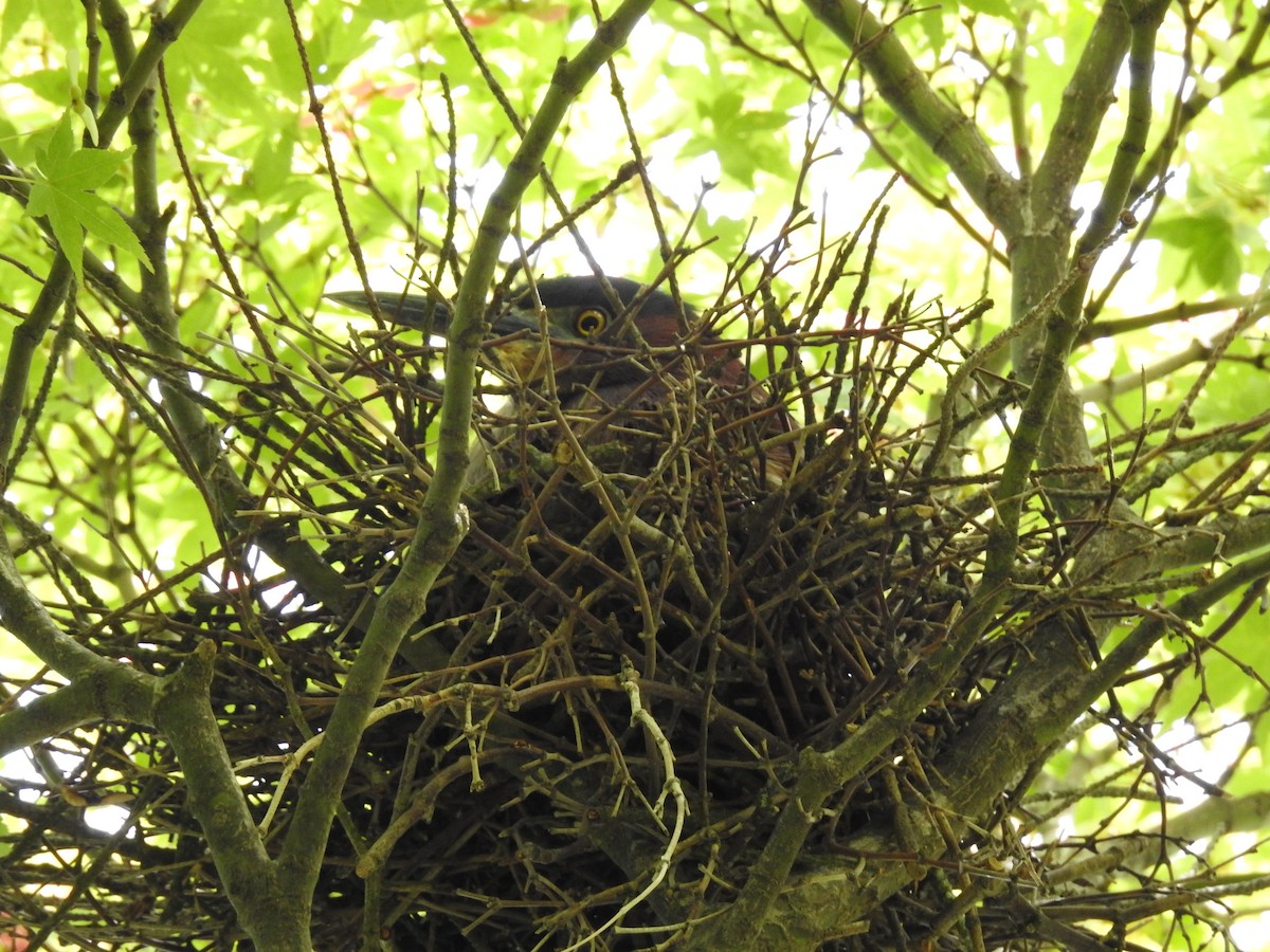 Green Heron - ML578812351