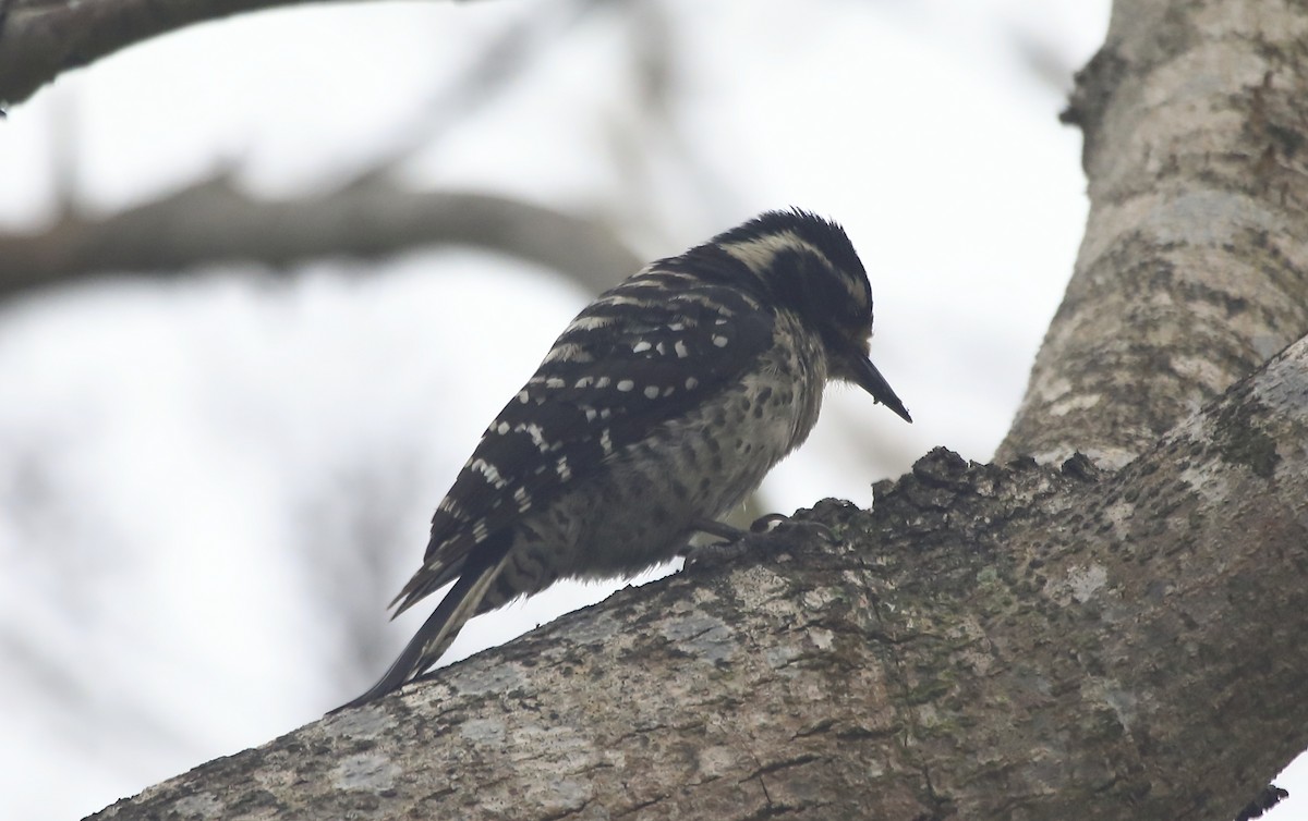 Nuttall's Woodpecker - ML578812891