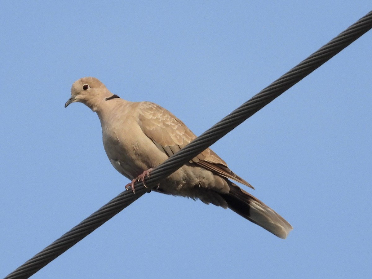 Eurasian Collared-Dove - ML578813041