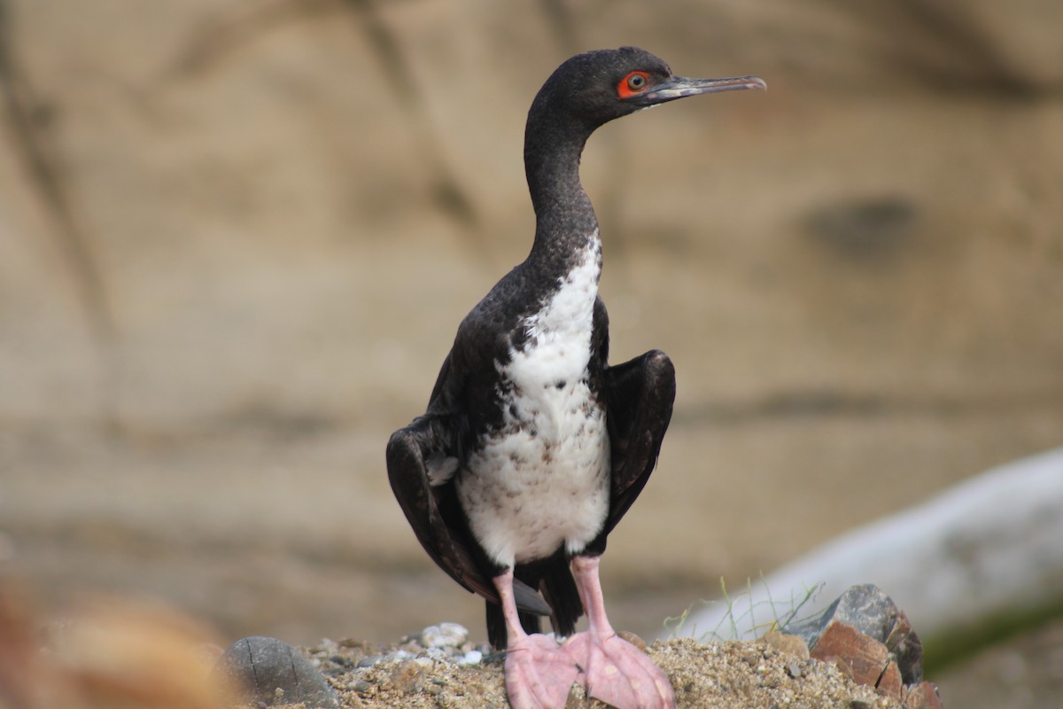 Guanay Cormorant - ML578814171