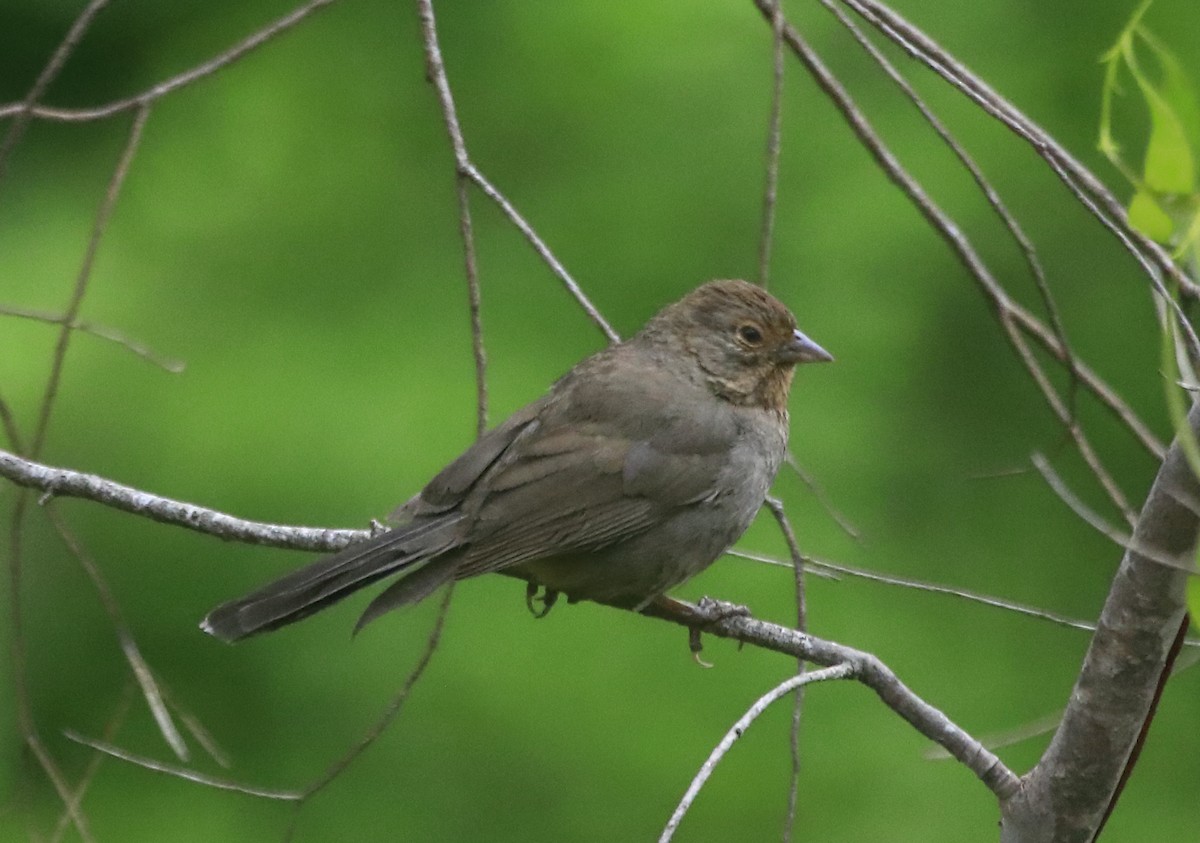 California Towhee - ML578814611