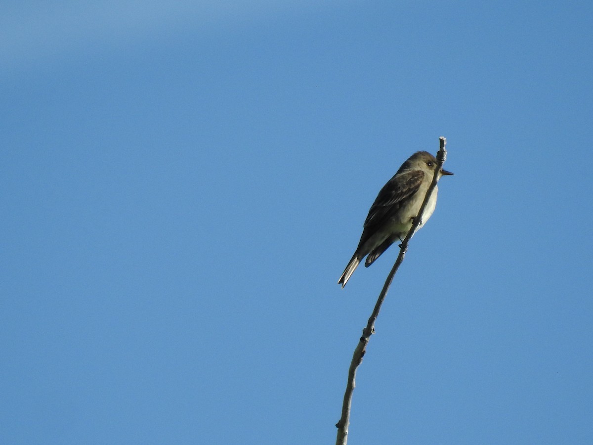 Western Wood-Pewee - ML578814641