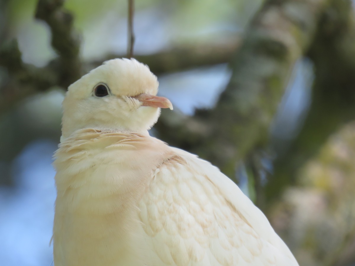 Eurasian Collared-Dove - ML578816391