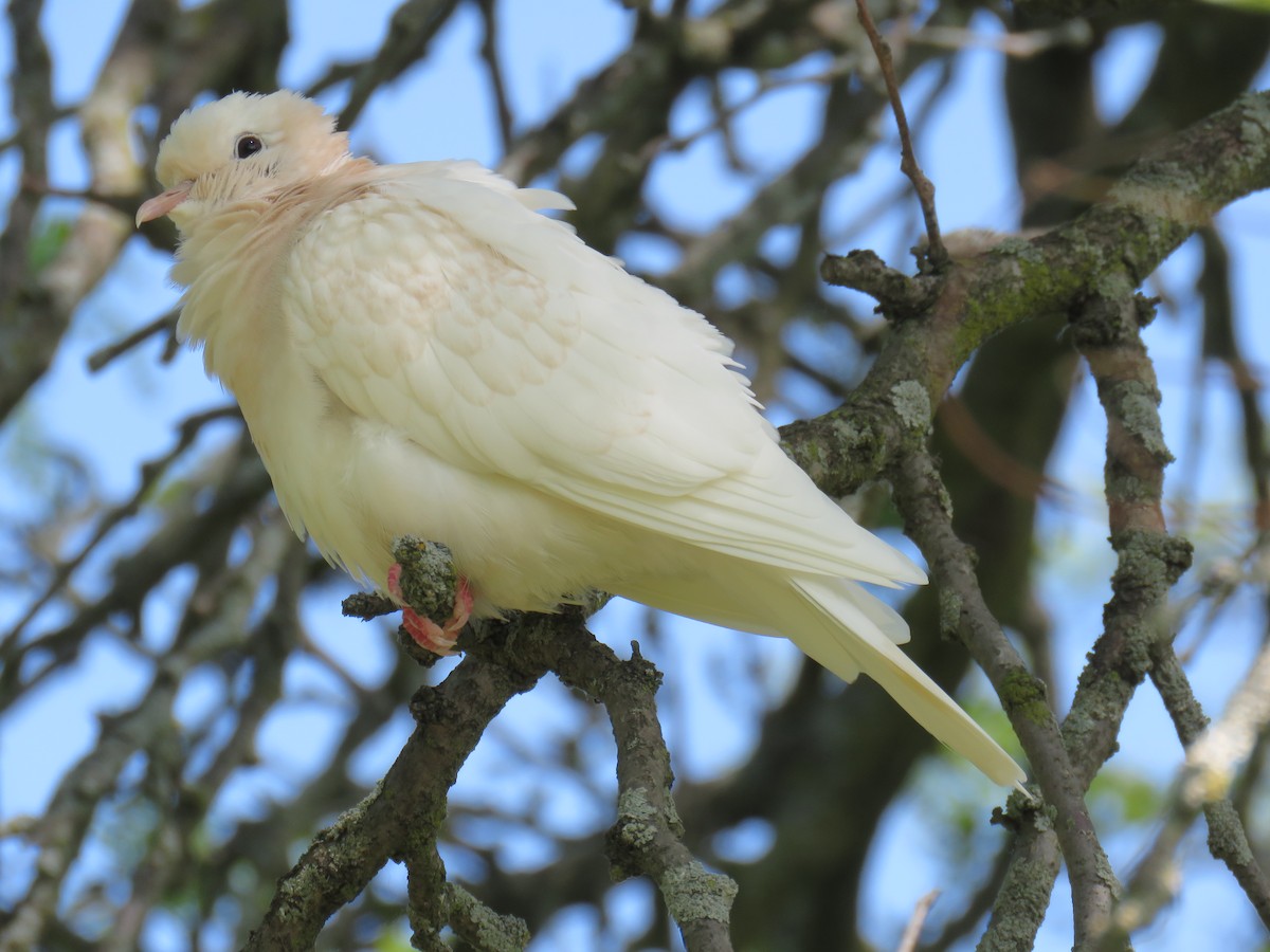 Eurasian Collared-Dove - ML578816451