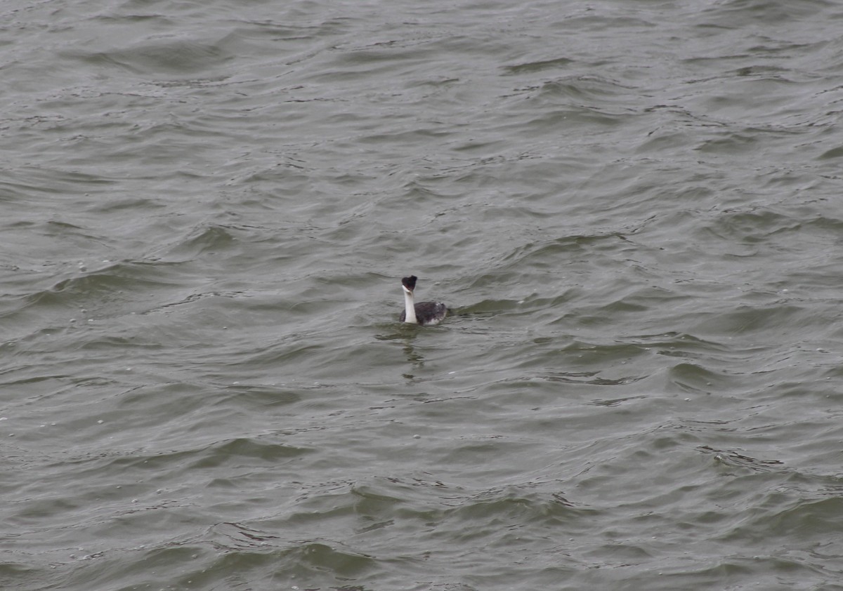 Western Grebe - Nic Shephard