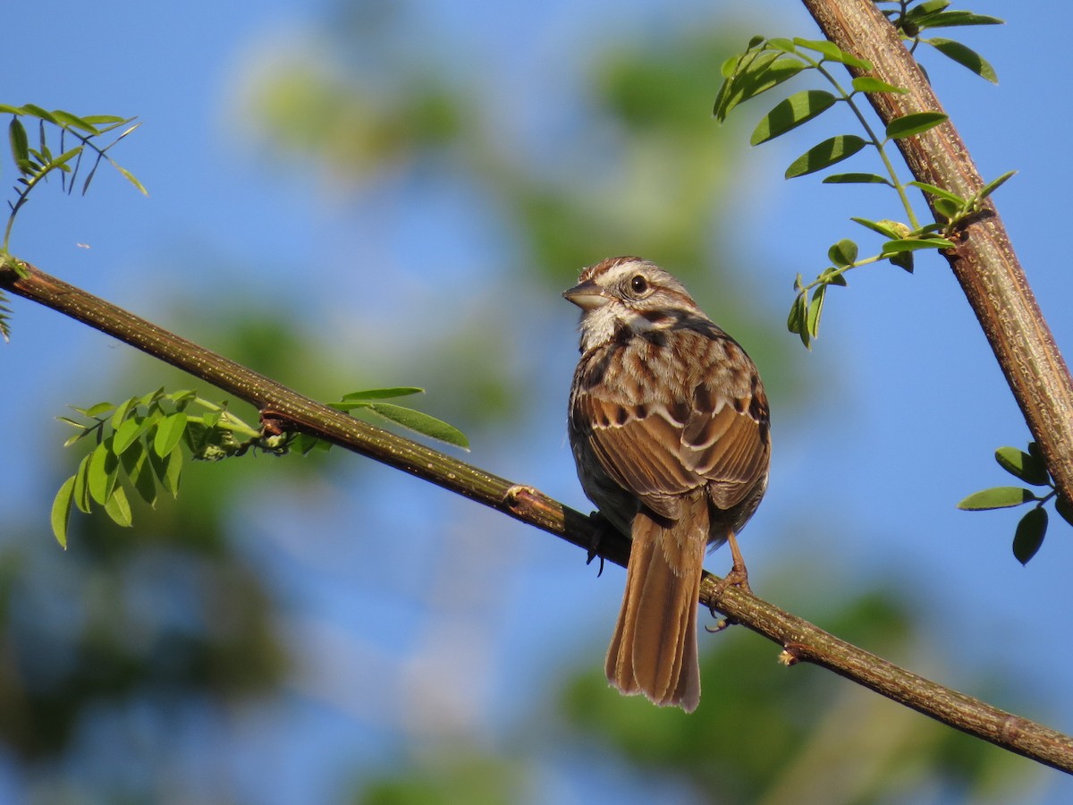 Song Sparrow - Ian Hearn
