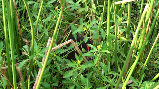 Common Gallinule - ML578817191