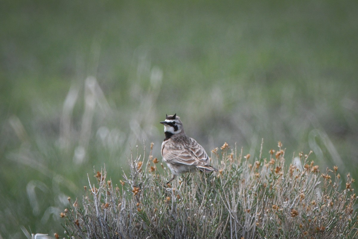 Horned Lark - ML578818101