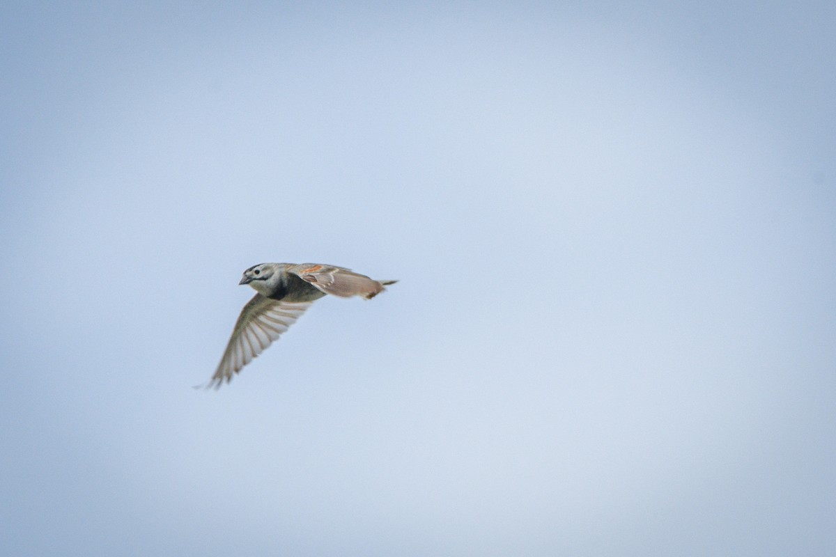 Thick-billed Longspur - ML578818151