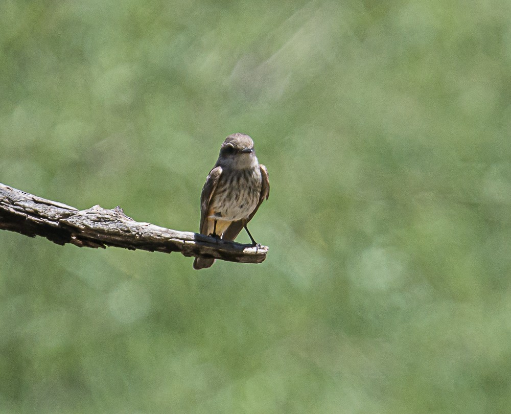 Vermilion Flycatcher - ML578818431