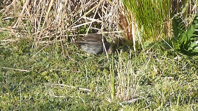 ネズミヤマシトド - ML578819071