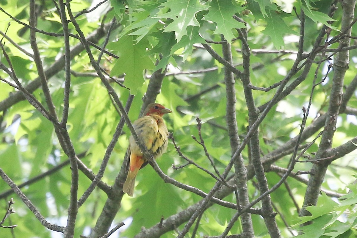 Summer Tanager - Jelmer Poelstra