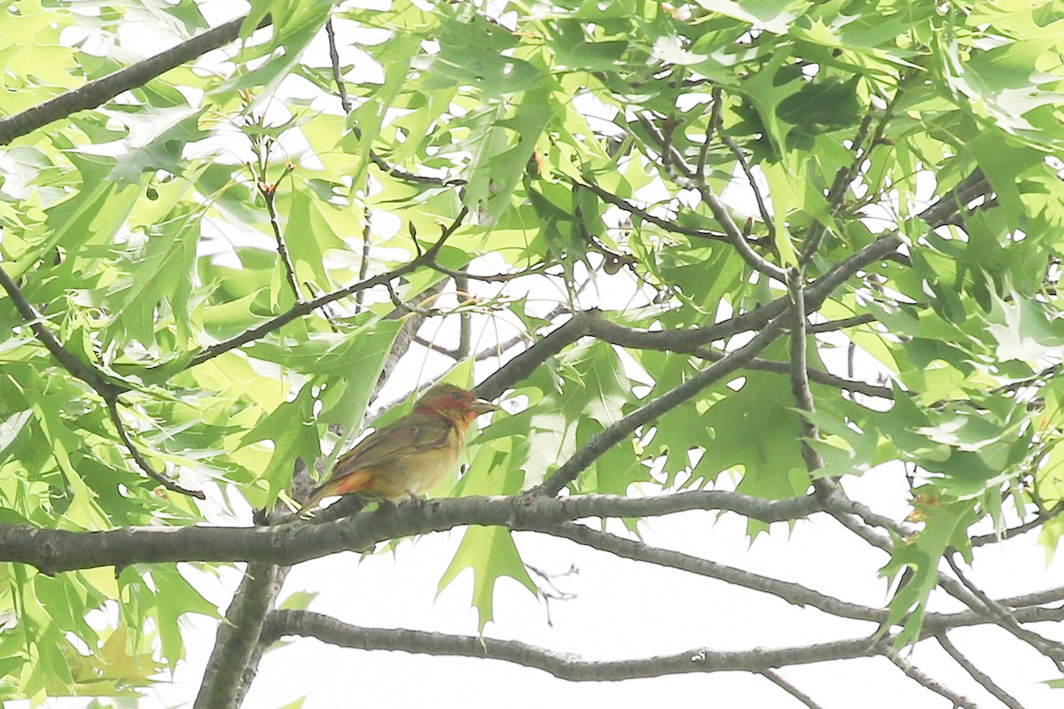 Summer Tanager - Jelmer Poelstra