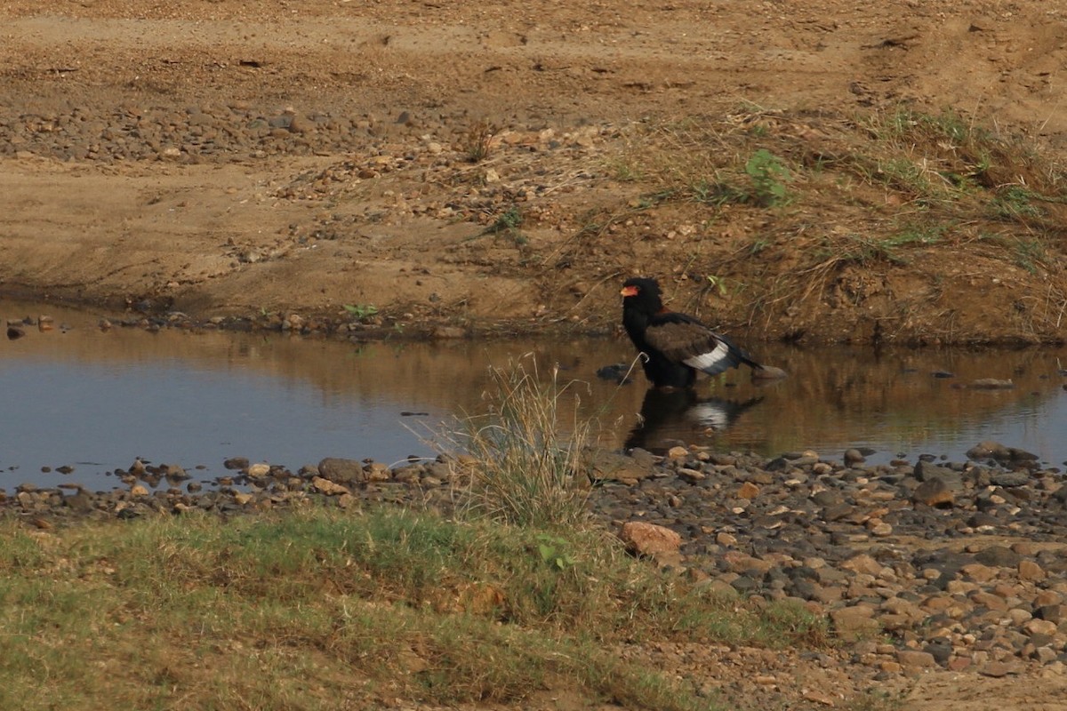 Bateleur - ML578819521