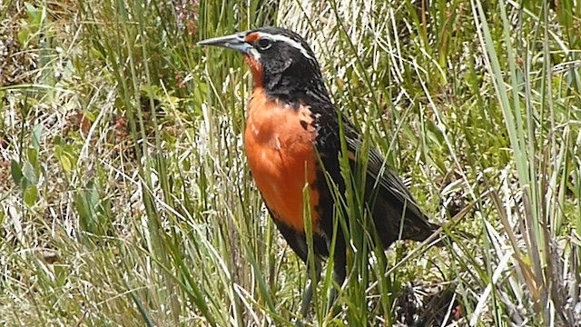 Long-tailed Meadowlark - ML578819531