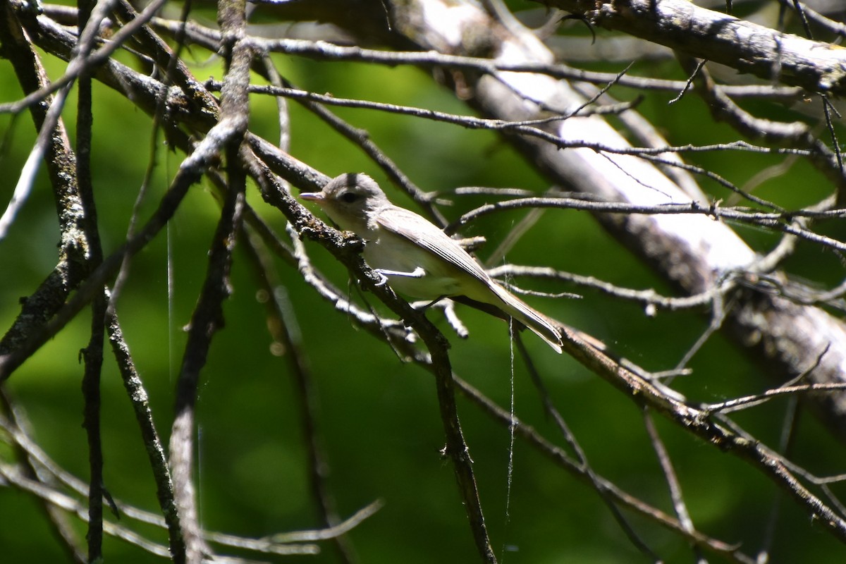 Warbling Vireo - ML578819551