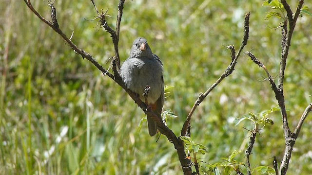 Cataménie terne - ML578819871