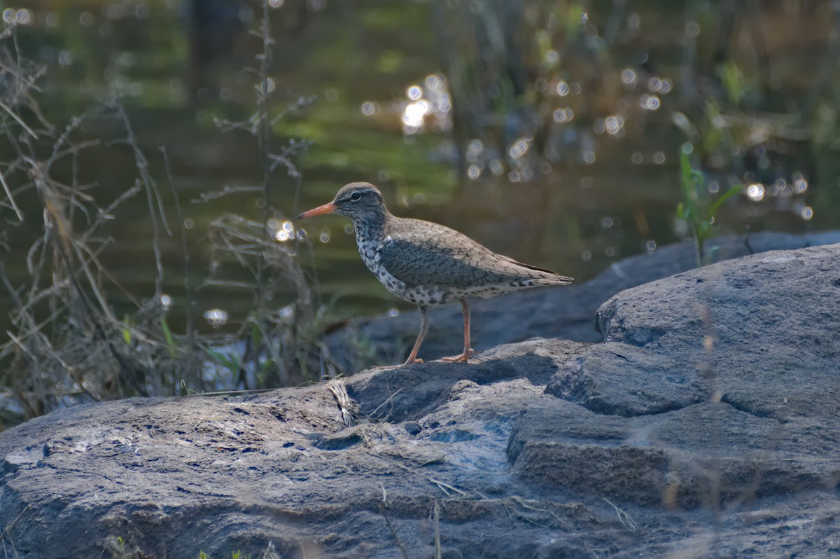 Spotted Sandpiper - ML578819881