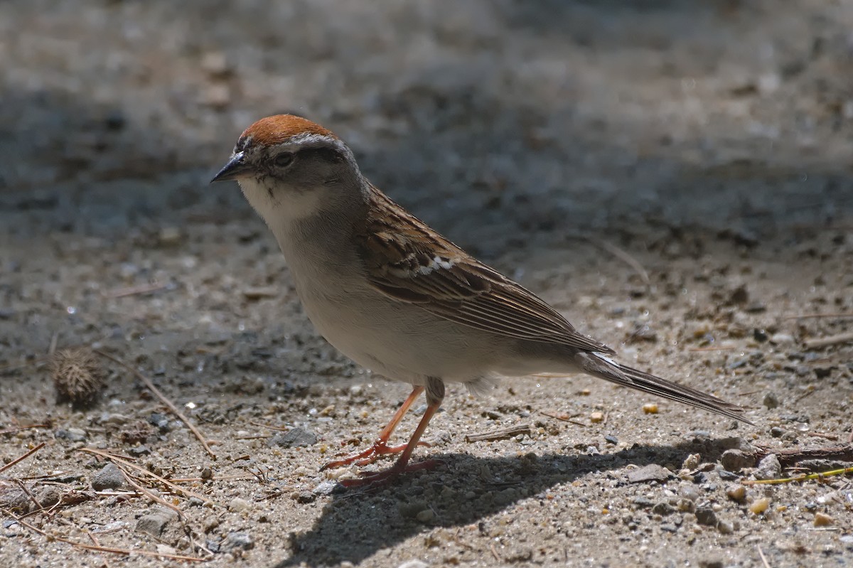 Chipping Sparrow - Dennis McGillicuddy