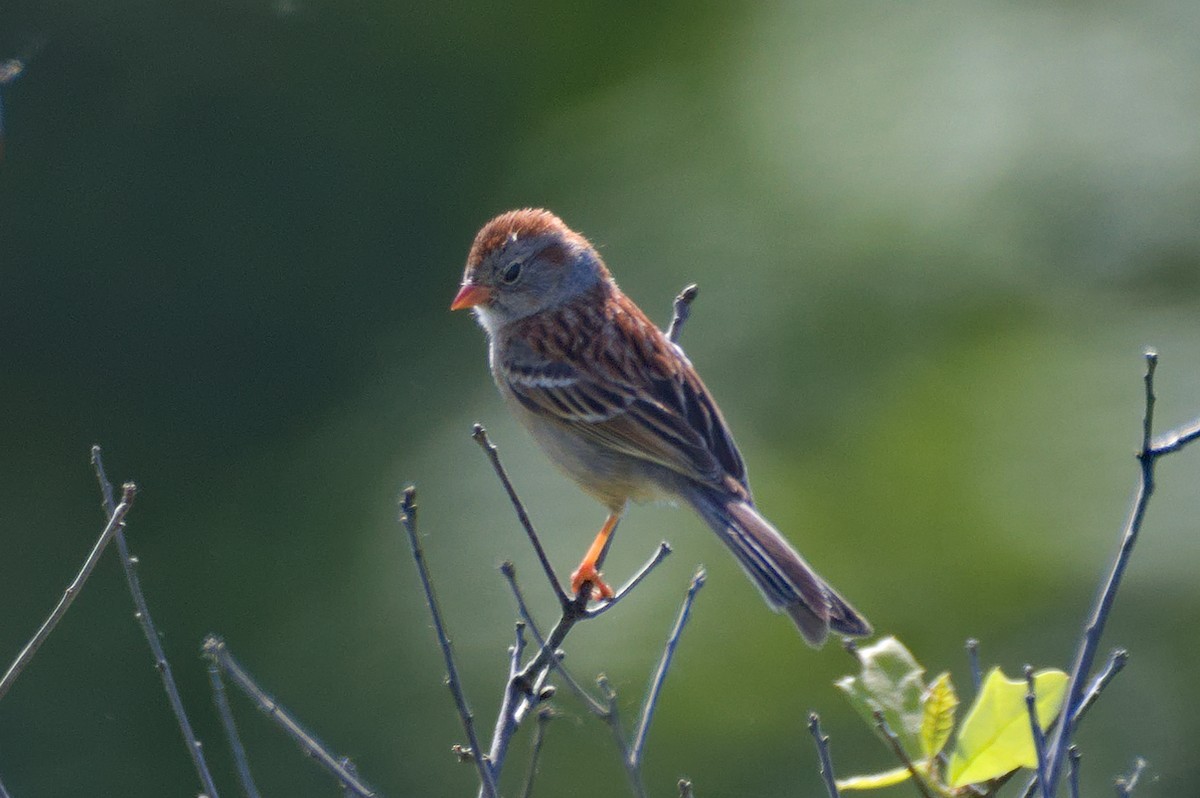 Field Sparrow - Dennis McGillicuddy
