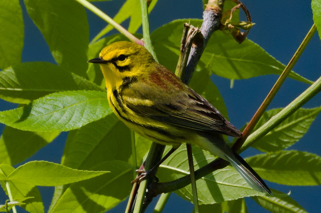 Prairie Warbler - Dennis McGillicuddy