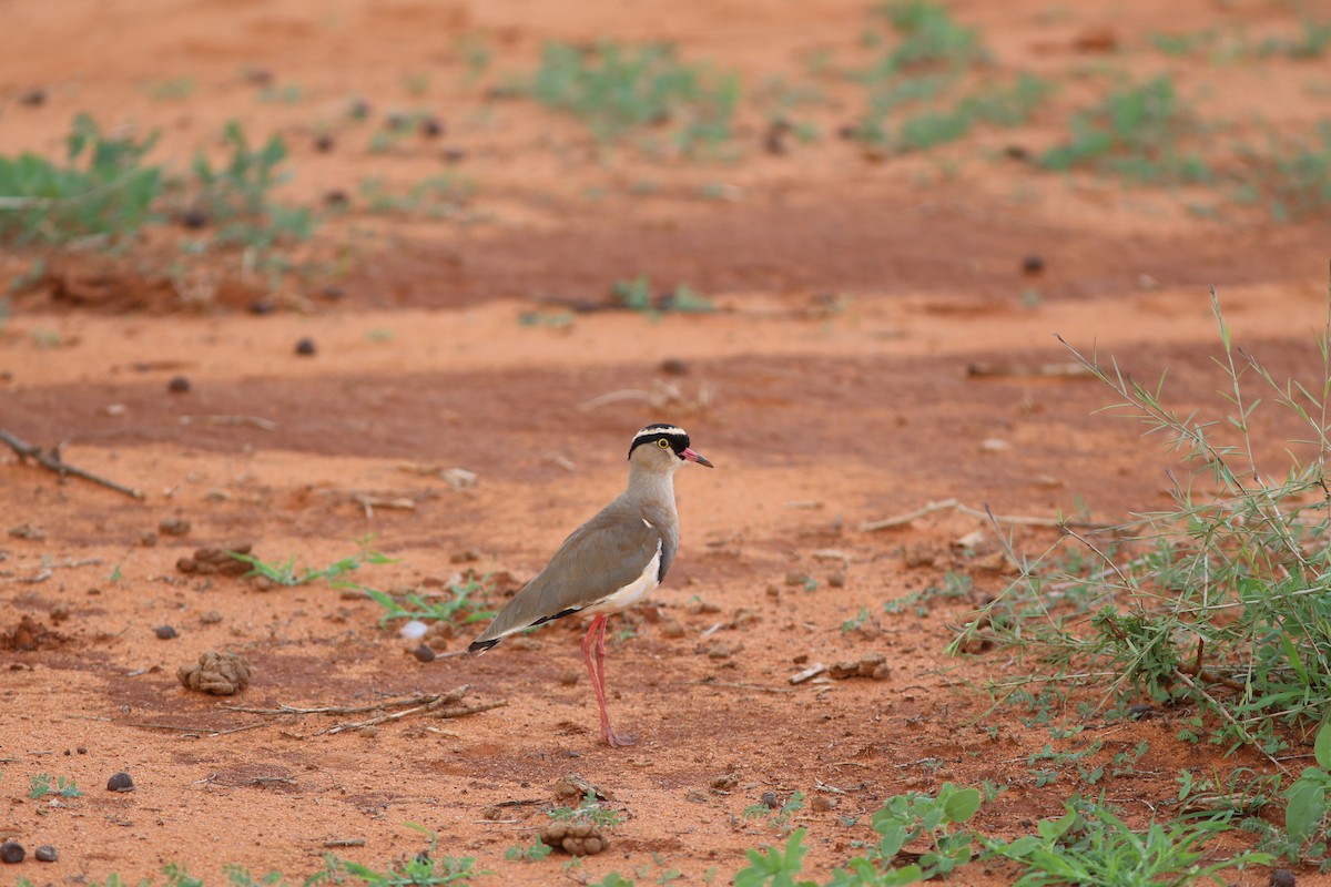 Crowned Lapwing - ML578820731