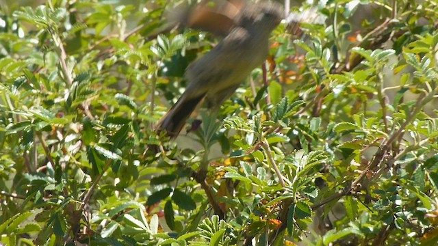 Streak-backed Canastero (Puna) - ML578820891