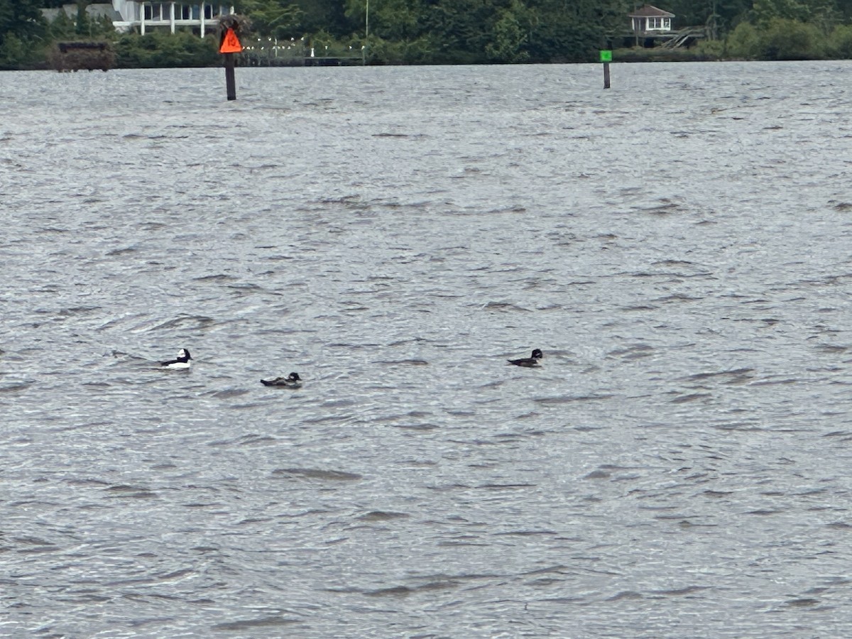 Bufflehead - Hank Nelson