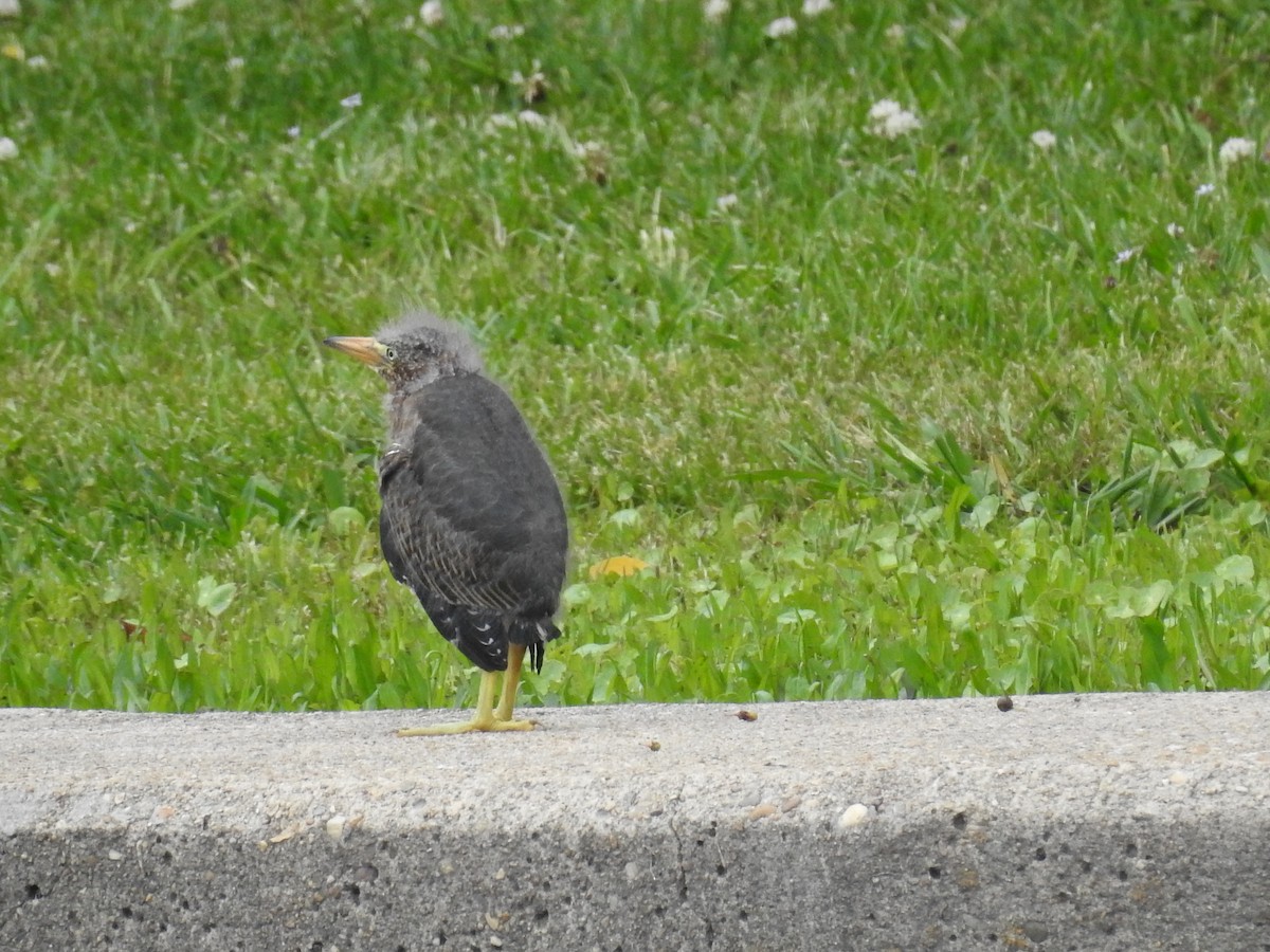 Green Heron - ML578821511