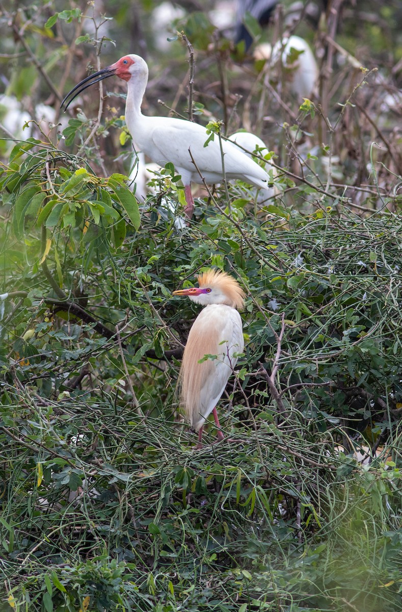 Western Cattle Egret - ML578821581