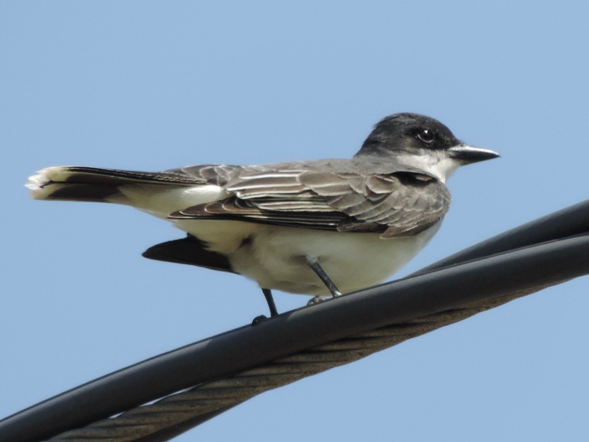Eastern Kingbird - ML578821651