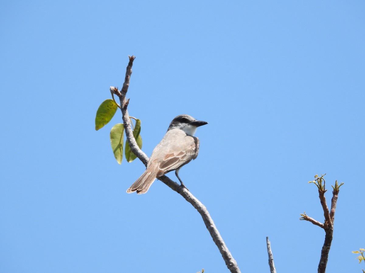 Gray Kingbird - ML578822411